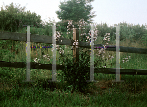 Picture of Penstemon digitalis 'Husker Red'