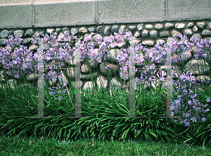 Picture of Agapanthus africanus 