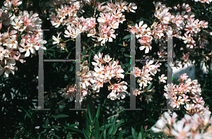 Picture of Nerium oleander 