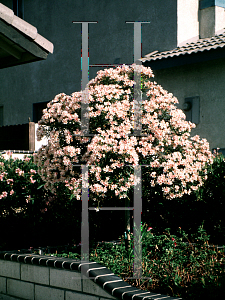 Picture of Nerium oleander 