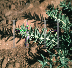 Picture of Trichostema lanceolatum '~Species'