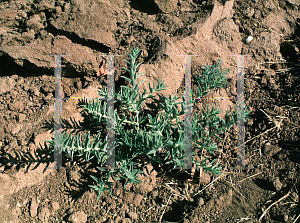 Picture of Trichostema lanceolatum '~Species'
