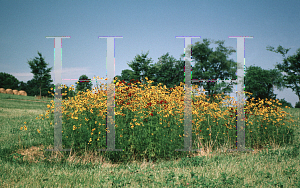 Picture of Coreopsis tinctoria 