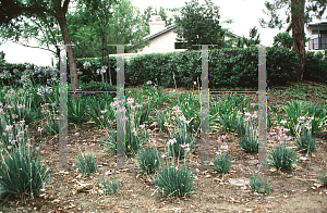 Picture of Tulbaghia violacea 