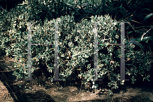 Picture of Crassula ovata 'Variegata'