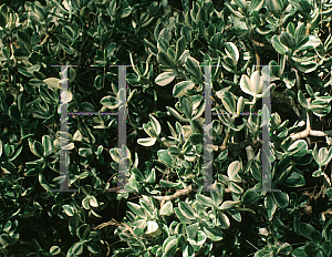 Picture of Crassula ovata 'Variegata'