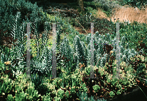 Picture of Euphorbia rigida 