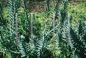Picture of Euphorbia rigida 