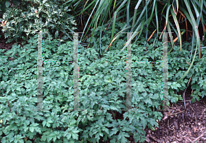 Picture of Artemisia lactiflora 