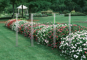 Picture of Impatiens walleriana 