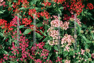 Picture of Pentas lanceolata 