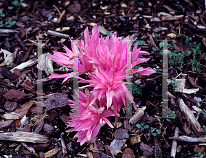 Picture of Colchicum autumnale 'Waterlily'