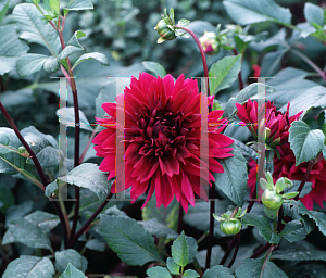 Picture of Dahlia  'Thomas Edison'