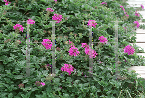 Picture of Verbena canadensis 'Homestead Purple'