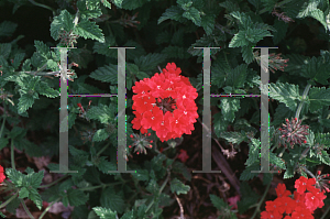 Picture of Verbena  'Taylortown Red'