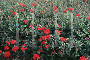 Picture of Verbena  'Taylortown Red'