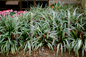 Picture of Liriope muscari 'Variegata'