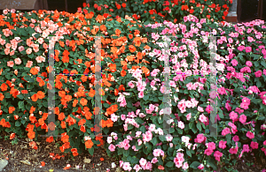 Picture of Impatiens walleriana 