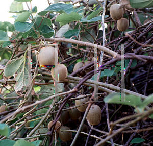 Picture of Actinidia kolomikta 