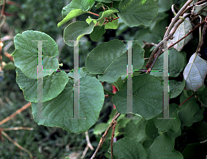 Picture of Actinidia kolomikta 