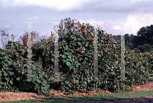 Picture of Actinidia kolomikta 