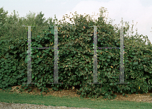 Picture of Actinidia kolomikta 