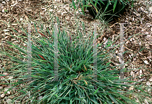 Picture of Digitaria sanguinalis 