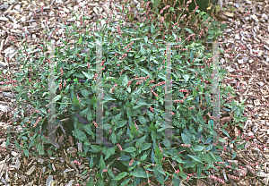 Picture of Polygonum pennsylvanicum 