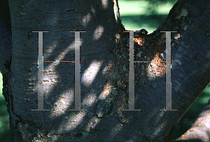 Picture of Zelkova schneiderana 