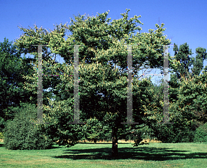 Picture of Zelkova schneiderana 