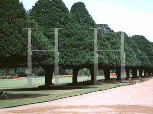 Picture of Taxus baccata 