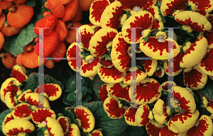 Picture of Calceolaria crenatiflora 