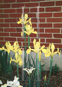 Picture of Iris xiphium 