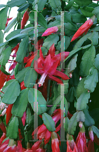 Picture of Schlumbergera x buckleyi 