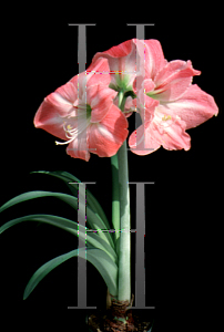 Picture of Hippeastrum x hybridum 