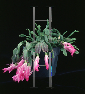 Picture of Schlumbergera truncata 