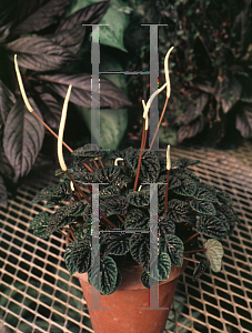 Picture of Peperomia caperata 