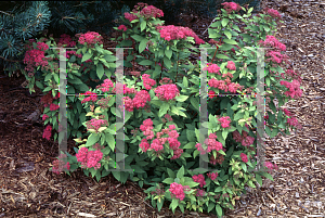 Picture of Spiraea japonica 'Goldflame'