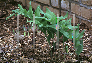 Picture of Polygonatum falcatum 