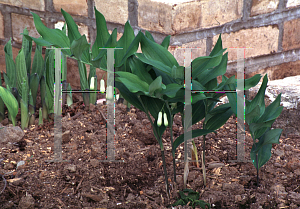 Picture of Polygonatum falcatum 