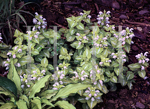 Picture of Lamium maculatum 'Aureum'