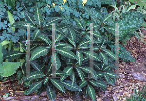 Picture of Impatiens oneiana 