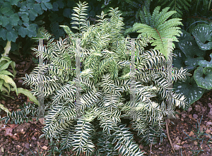 Picture of Polemonium caeruleum 'Brise d'Anjou'