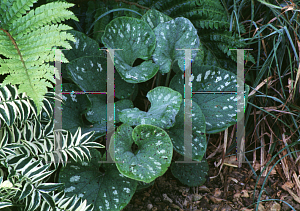 Picture of Brunnera macrophylla 'Langtrees'