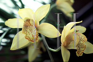 Picture of Cymbidium x 