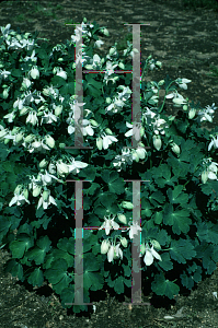 Picture of Aquilegia flabellata 'Alba'