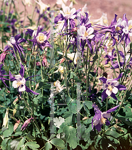 Picture of Aquilegia x hybrida 'Musfe'