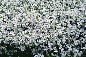 Picture of Arabis caucasica 'Snowcap'