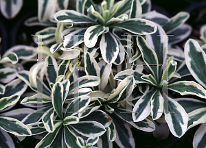 Picture of Arabis ferdinandi-coburgi 'Variegata'