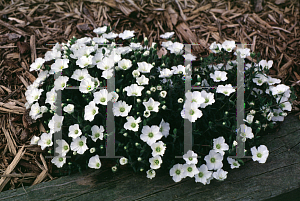 Picture of Arenaria montana 